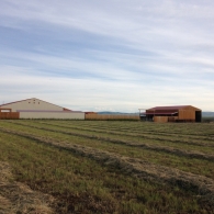 Looking South, Horse Shelters and Hay Shed