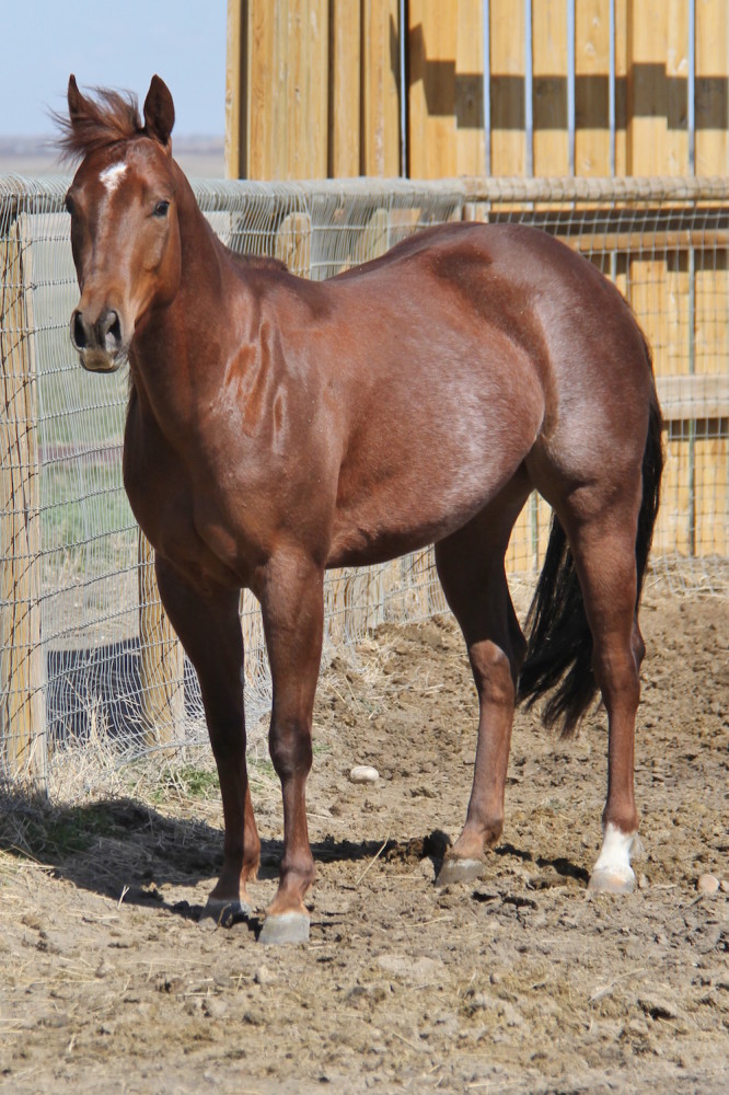 Cutting Horse Stallion Breeding Horses For Sale Alberta